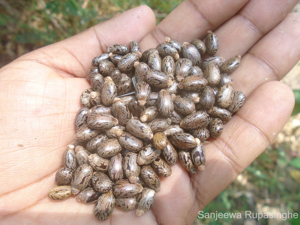 Ricinus communis L.